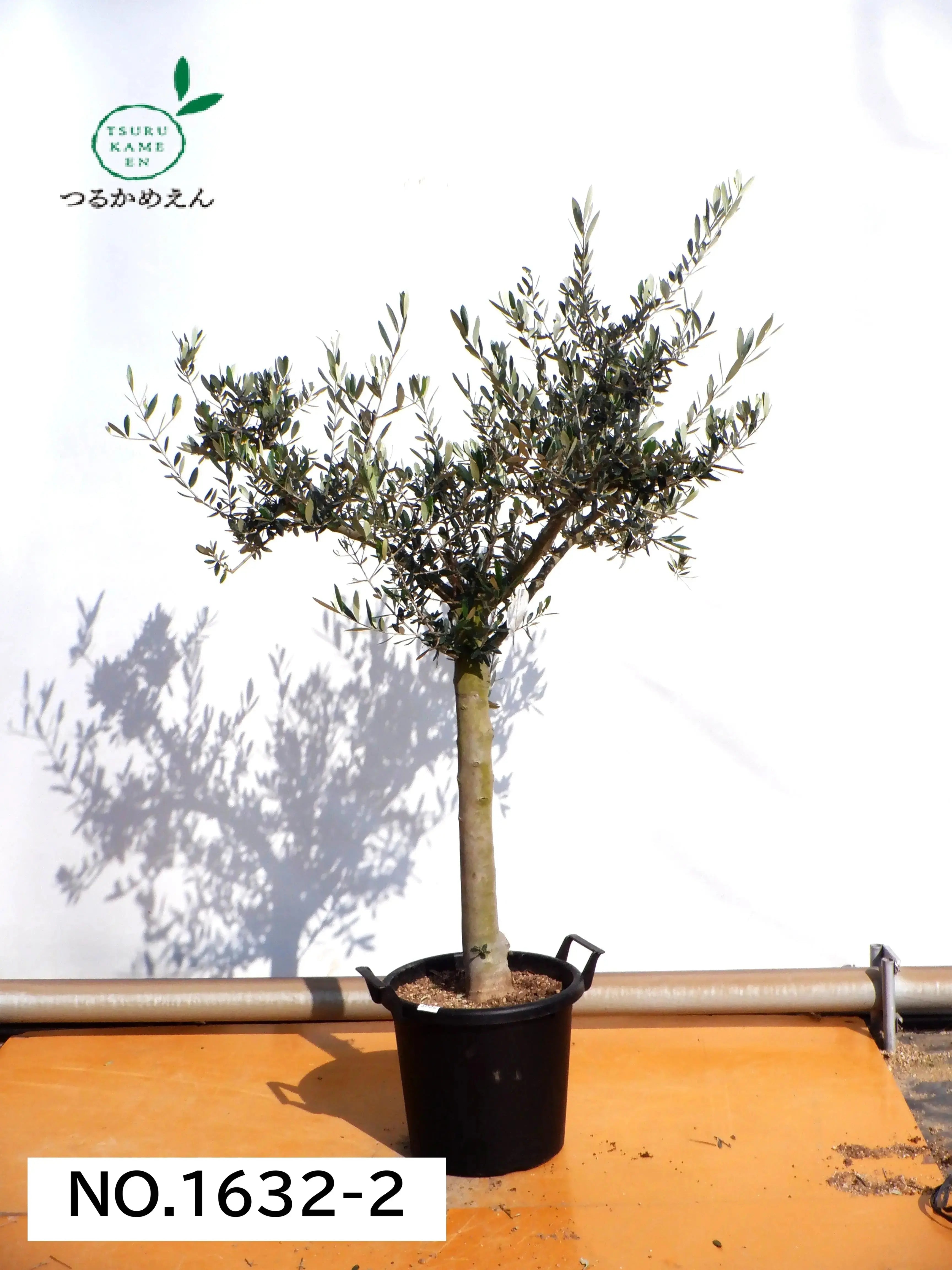 人気・銀葉】ピクアル（オリーブの木）〈古木〉｜約170cm｜XLサイズ