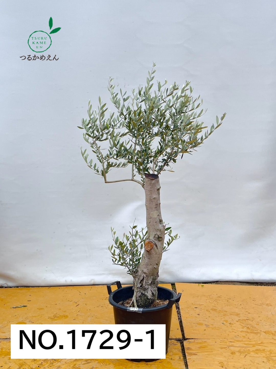 ルッカ Mサイズ 約170cm NO.1729 オリーブの木 古木-品種名