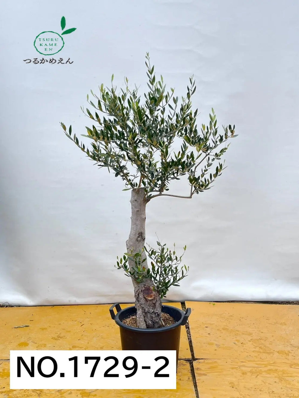 風格ある古木オリーブ - 株式会社鶴亀園 – ページ8