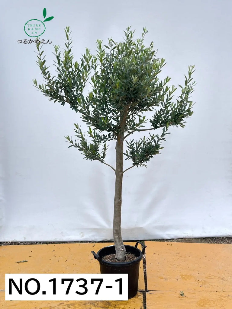 シプレシーノ XLサイズ 約200cm NO.1737 オリーブの木 - 株式会社鶴亀園