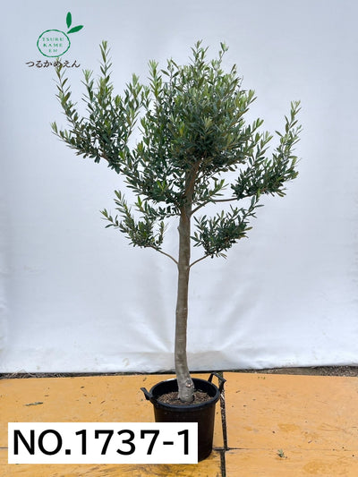 alt="鉢植えのオリーブの木”