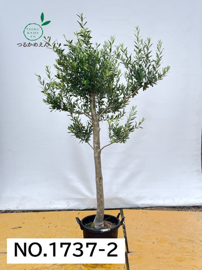 alt="鉢植えのオリーブの木”