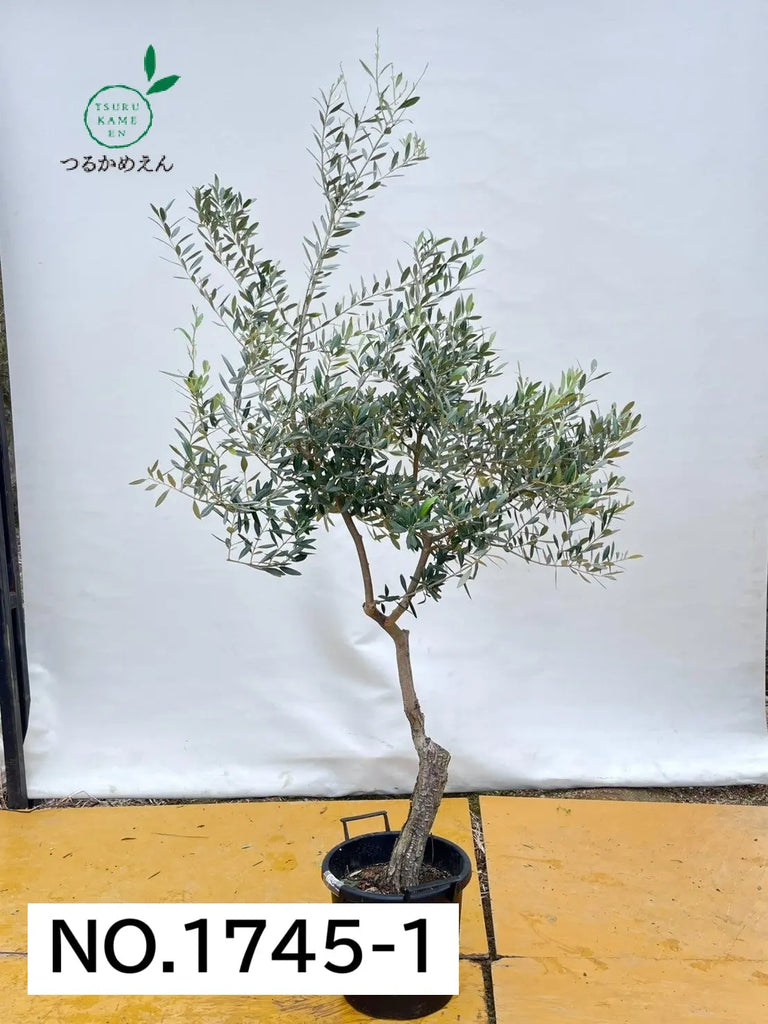 オリーブの木 レッチーノ 約220cm NO.1745 大型 現品掲載 古木 NO.1745-1_1024x1024.jpg?v=