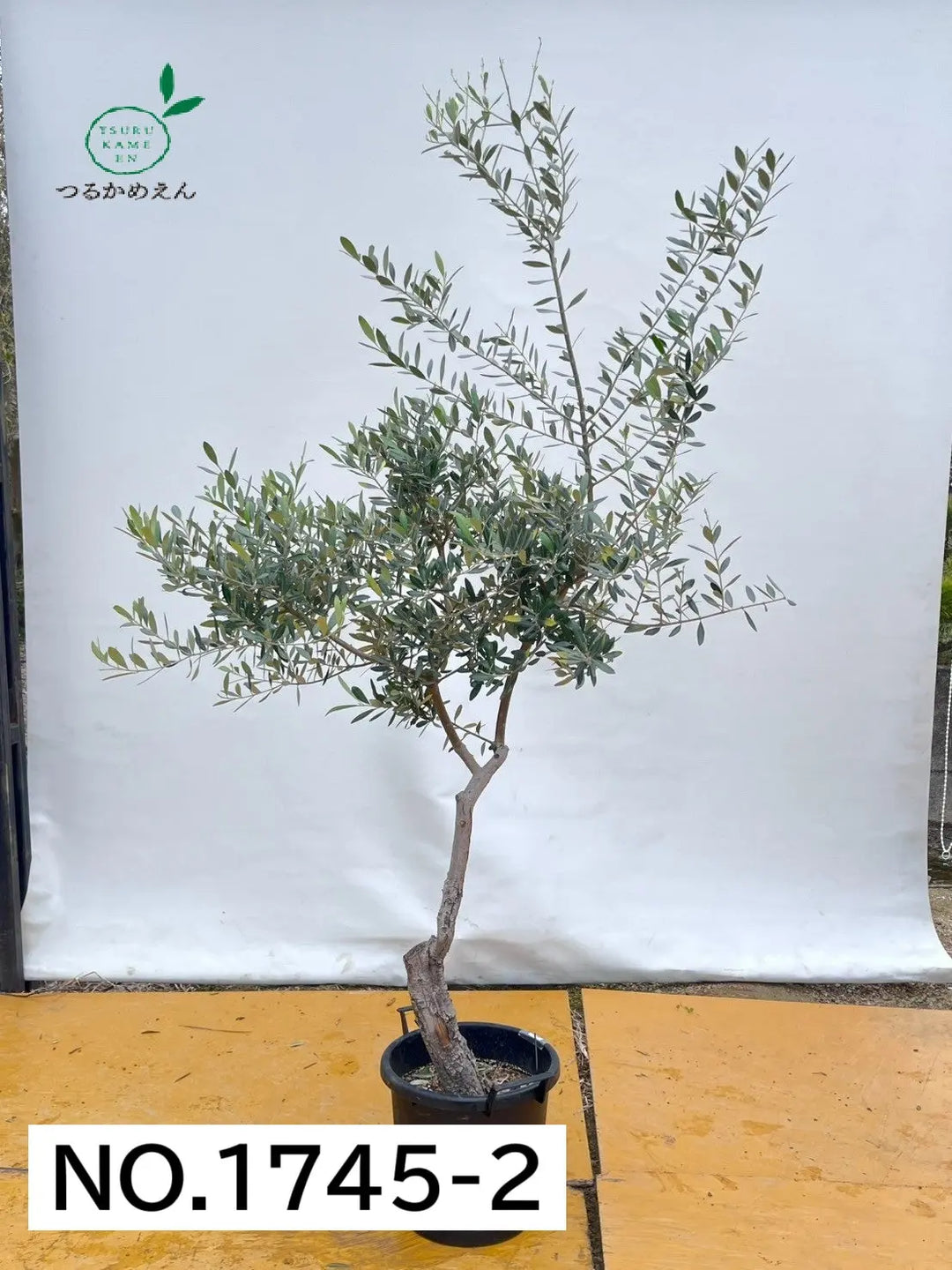 オリーブの木　レッチーノ　約220cm　NO.1745　大型　現品掲載　古木 人気・銀葉】レッチーノ（オリーブの木）〈大型商品〉｜220cm