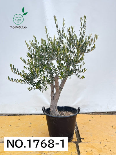 alt="鉢植えのオリーブの木”