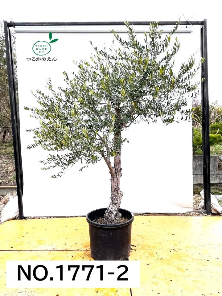 法人限定】ネバディロブランコ｜XL｜No.1771｜約230cm｜開帳型｜鶴亀園