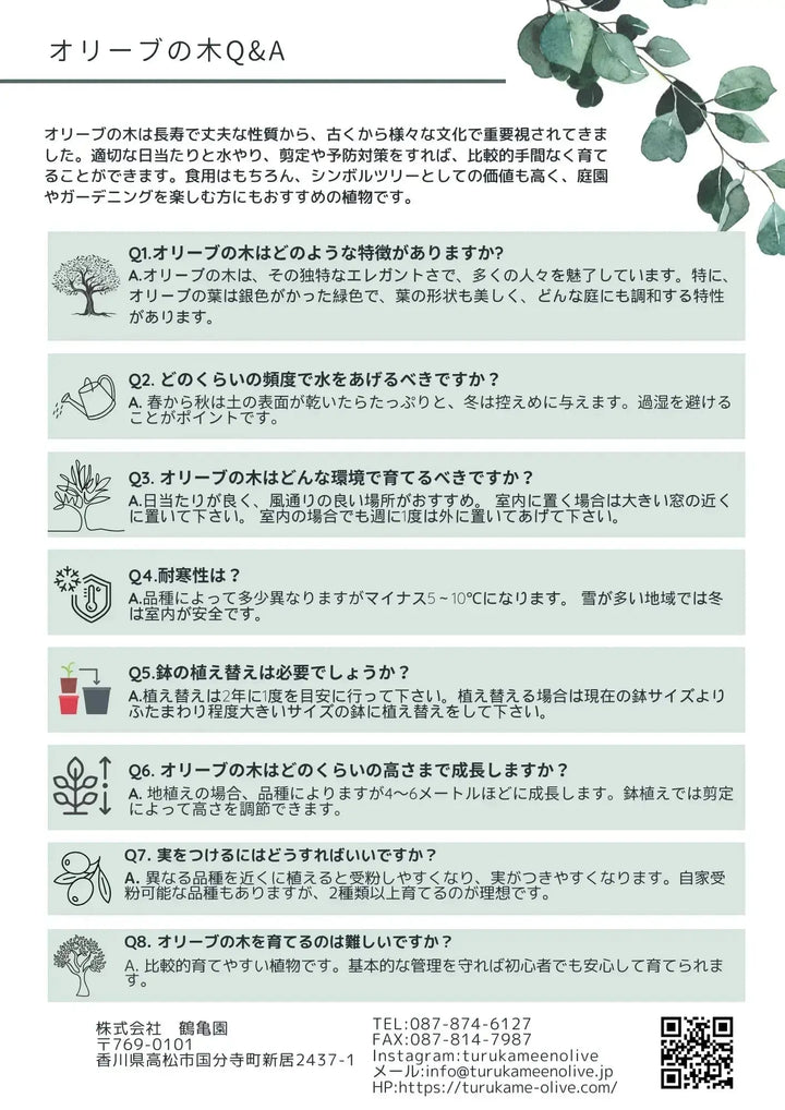 オリーブの木　レッチーノ　約220cm　NO.1745　大型　現品掲載　古木 オリーブの木 レッチーノ 約220cm NO.1745 大型 現品掲載 古木