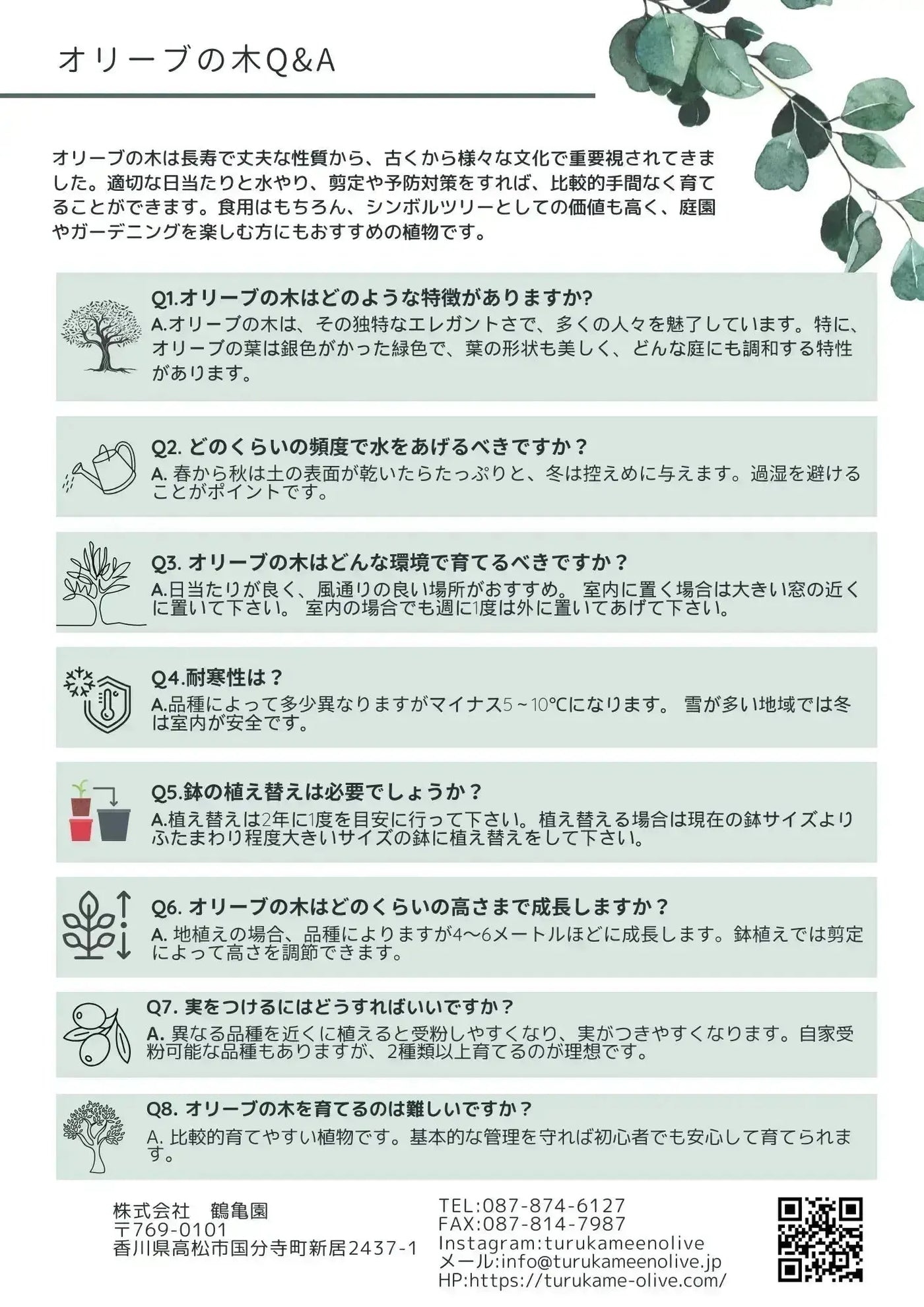 コレッジョラ（オリーブの木）｜Lサイズ｜K-189｜約200cm｜耐寒・耐病・開帳型｜ 株式会社鶴亀園