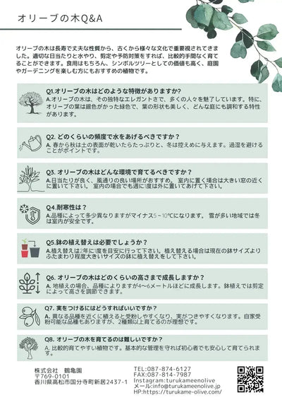 コレッジョラ（オリーブの木）｜Lサイズ｜K-189｜約200cm｜耐寒・耐病・開帳型｜ 株式会社鶴亀園