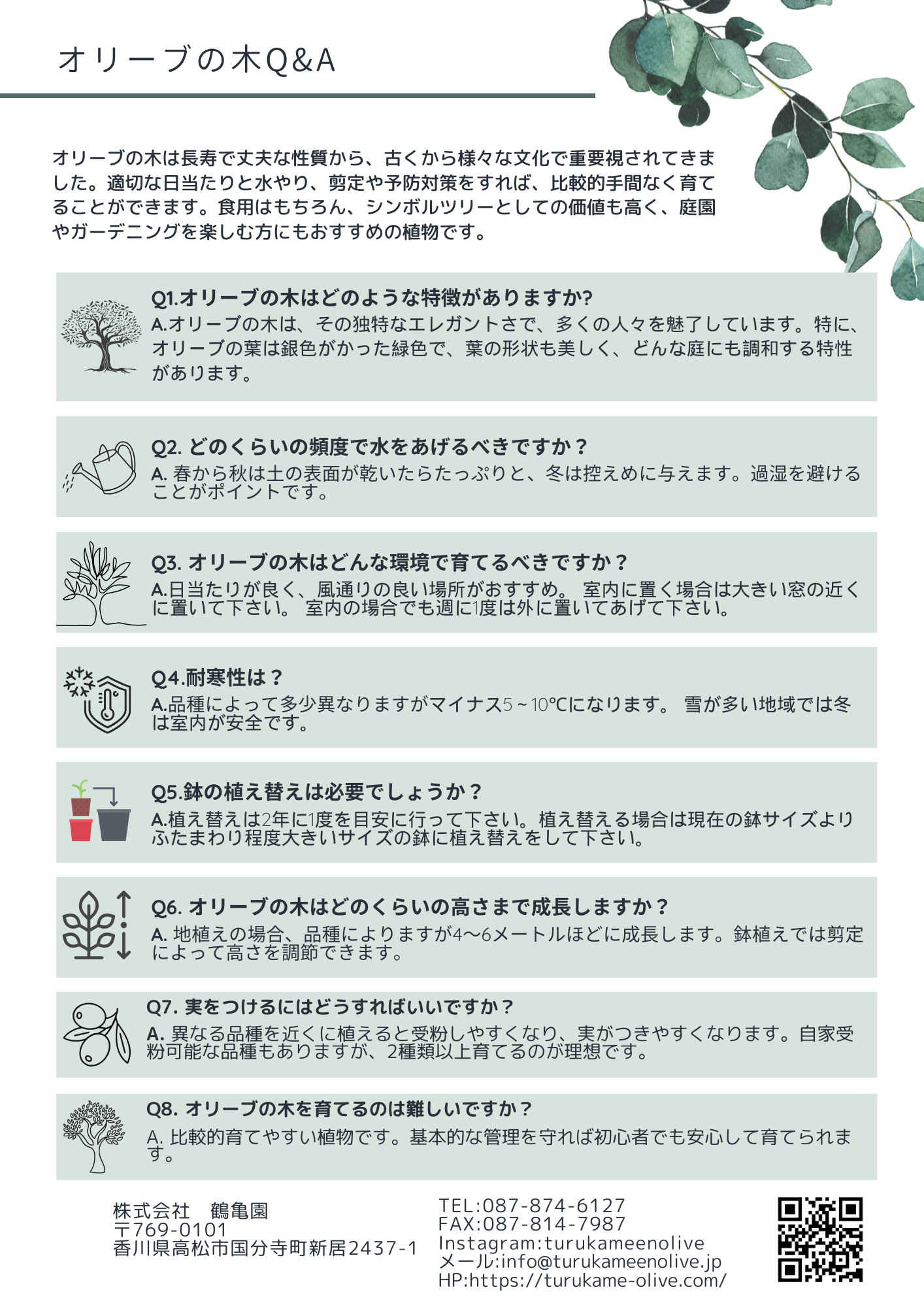 NEWペンドリノ（オリーブの木）｜Lサイズ｜K-339｜約160cm｜希少・下垂