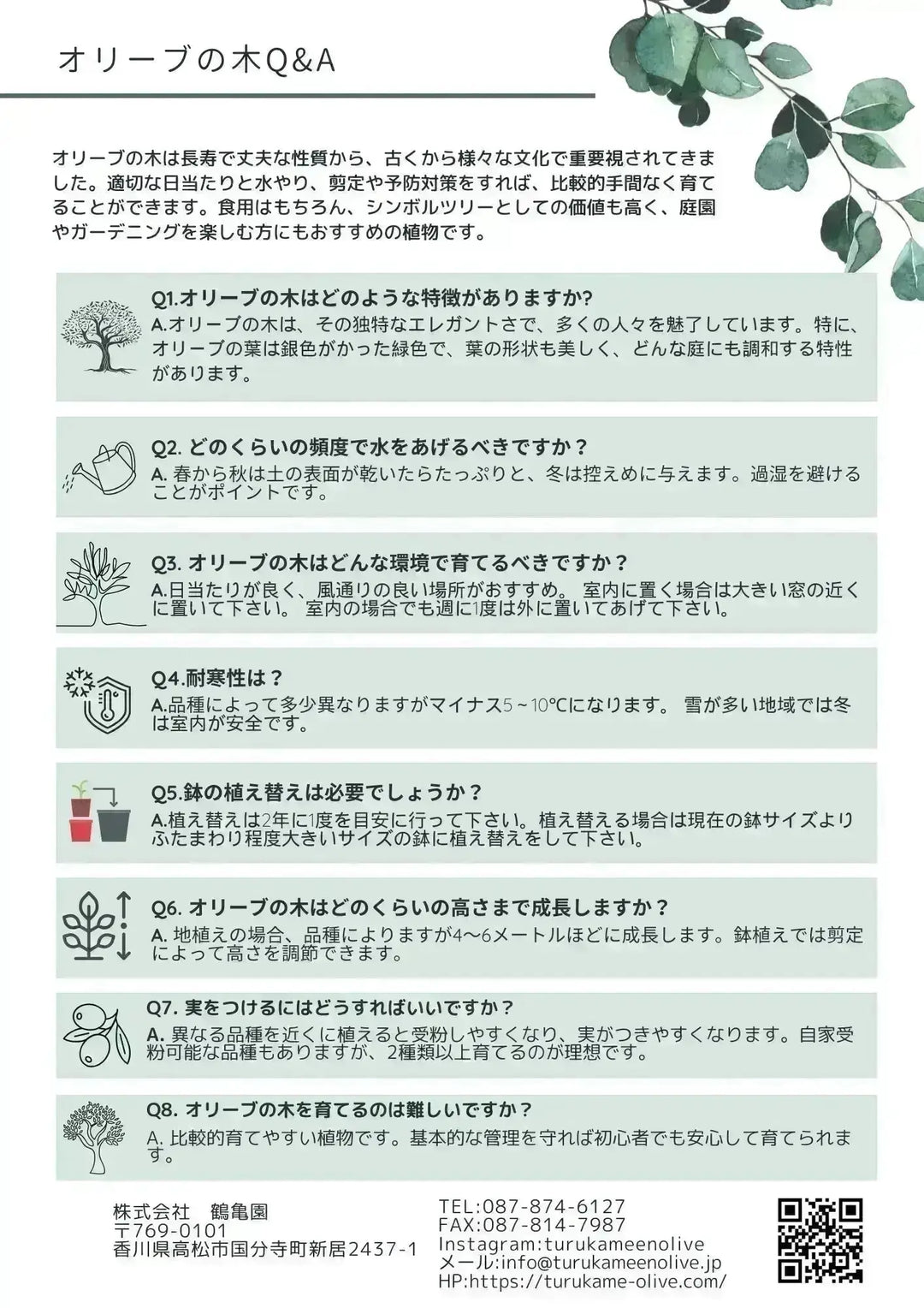 人気・寒冷地対応】ルッカ（オリーブの木）〈初心者向き〉｜160cm｜L