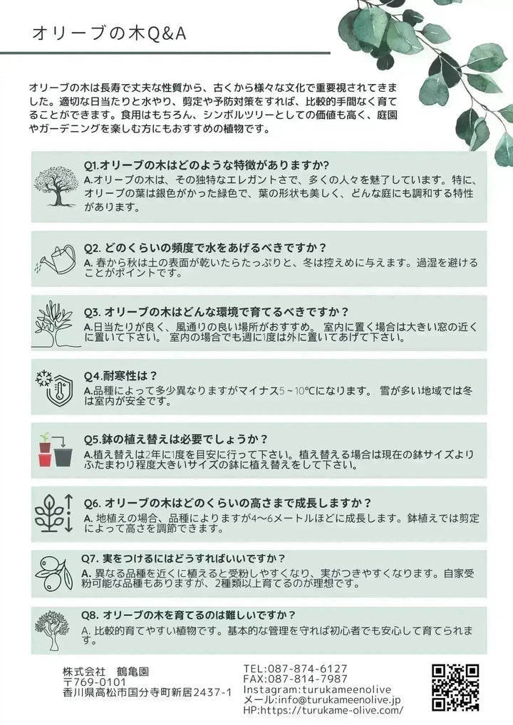 寒さに強い・開帳型】ヘレナ（オリーブの木）〈大型商品〉｜約