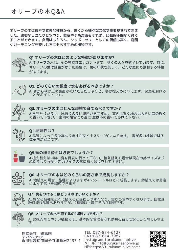 NEW【法人限定】ネバディロブランコ（オリーブの木）｜XLサイズ｜NO