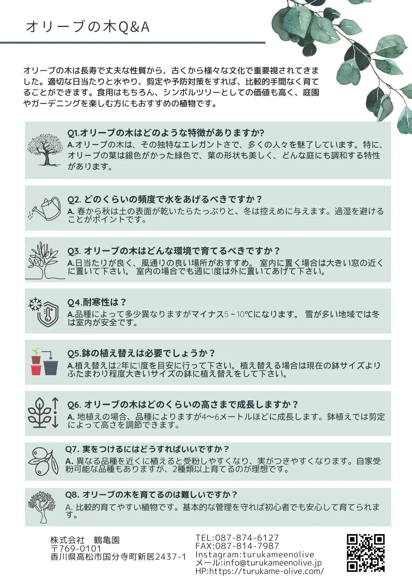 NEWコレッジョラ（オリーブの木）｜XLサイズ｜NO.2025｜約200cm｜寒冷