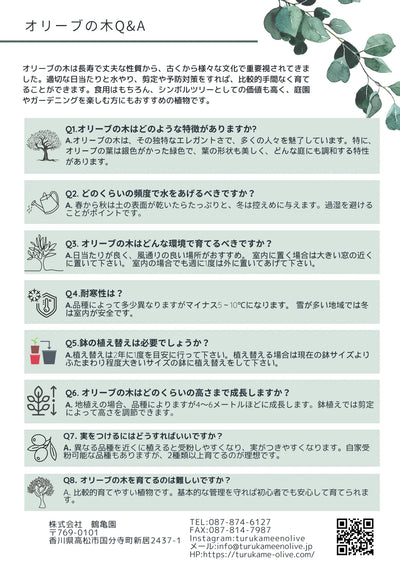 NEW【法人限定】コレッジョラ（オリーブの木）｜XLサイズ｜NO.2029｜約200cm｜寒冷地OK・開帳型・大型商品