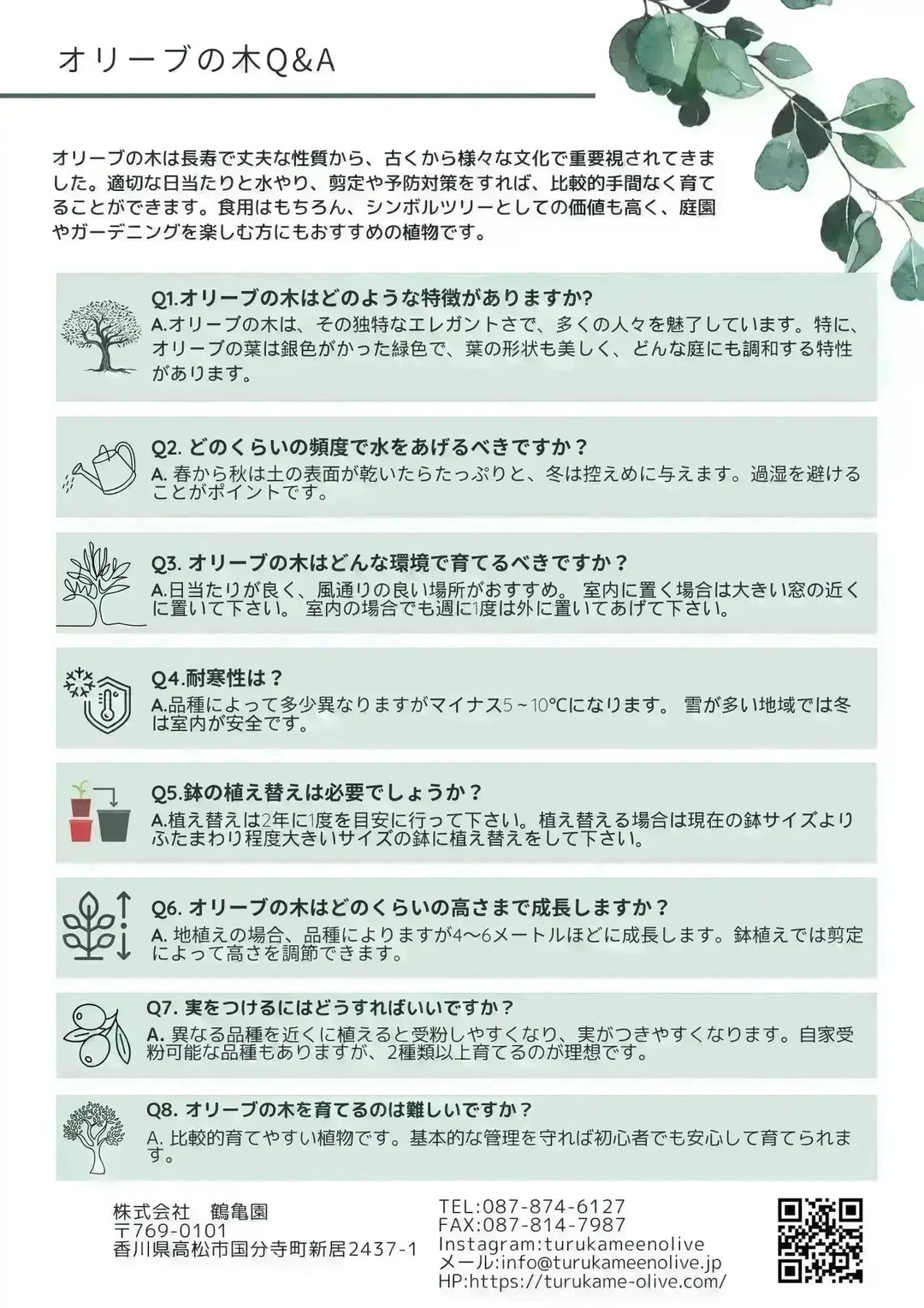 希少】タラスコア（オリーブの木）〈観葉植物〉｜約80cm｜XS