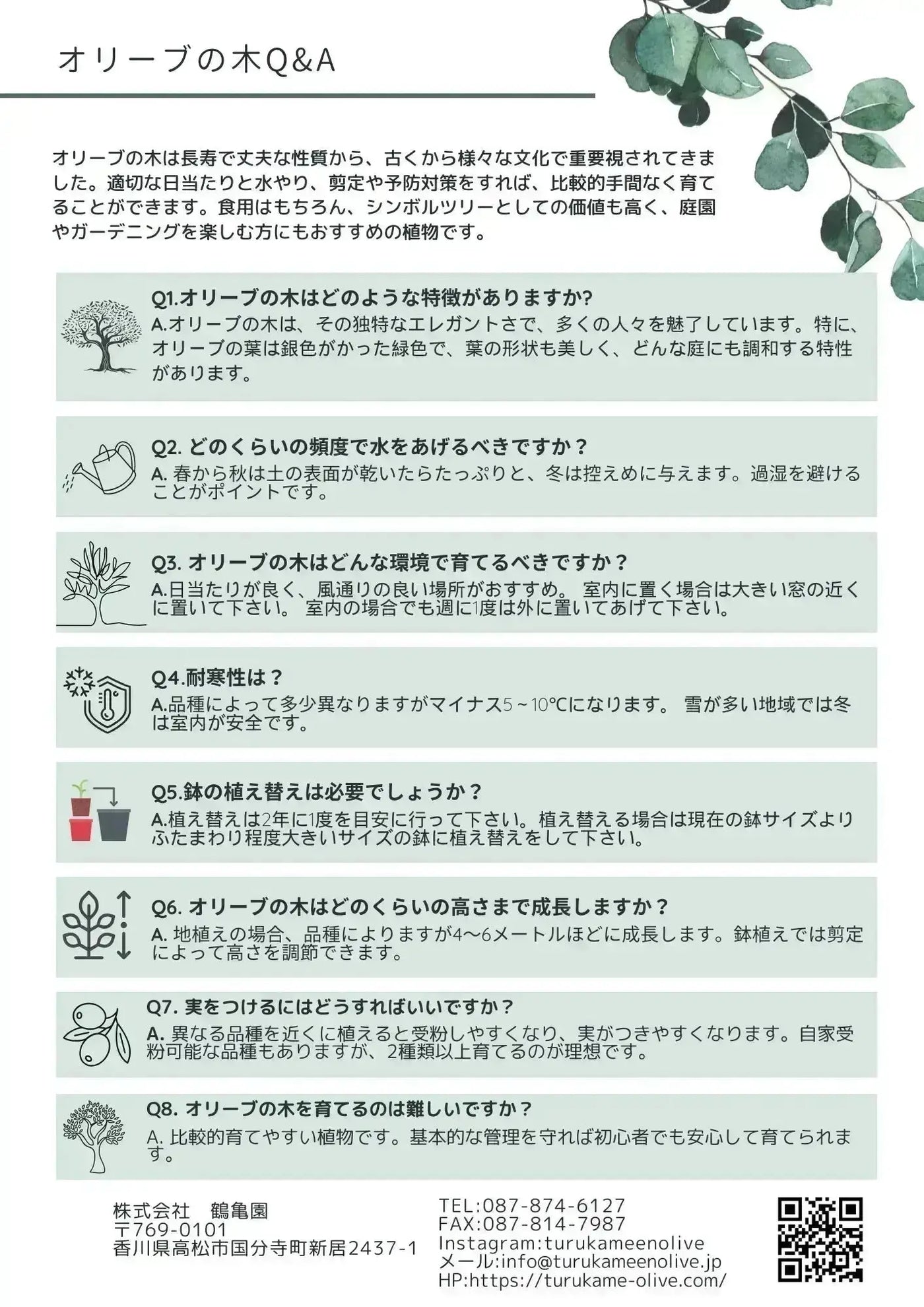 【人気・寒さ・病害虫に強い】フラントイオ（オリーブの木）〈開帳型〉｜110cm｜Sサイズ｜No.10554 株式会社鶴亀園