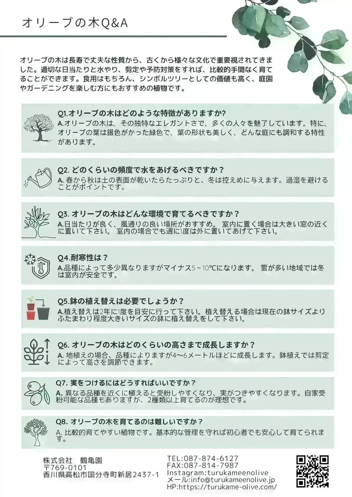 NEWネバディロブランコ（オリーブの木）｜Sサイズ｜NO.10625｜約