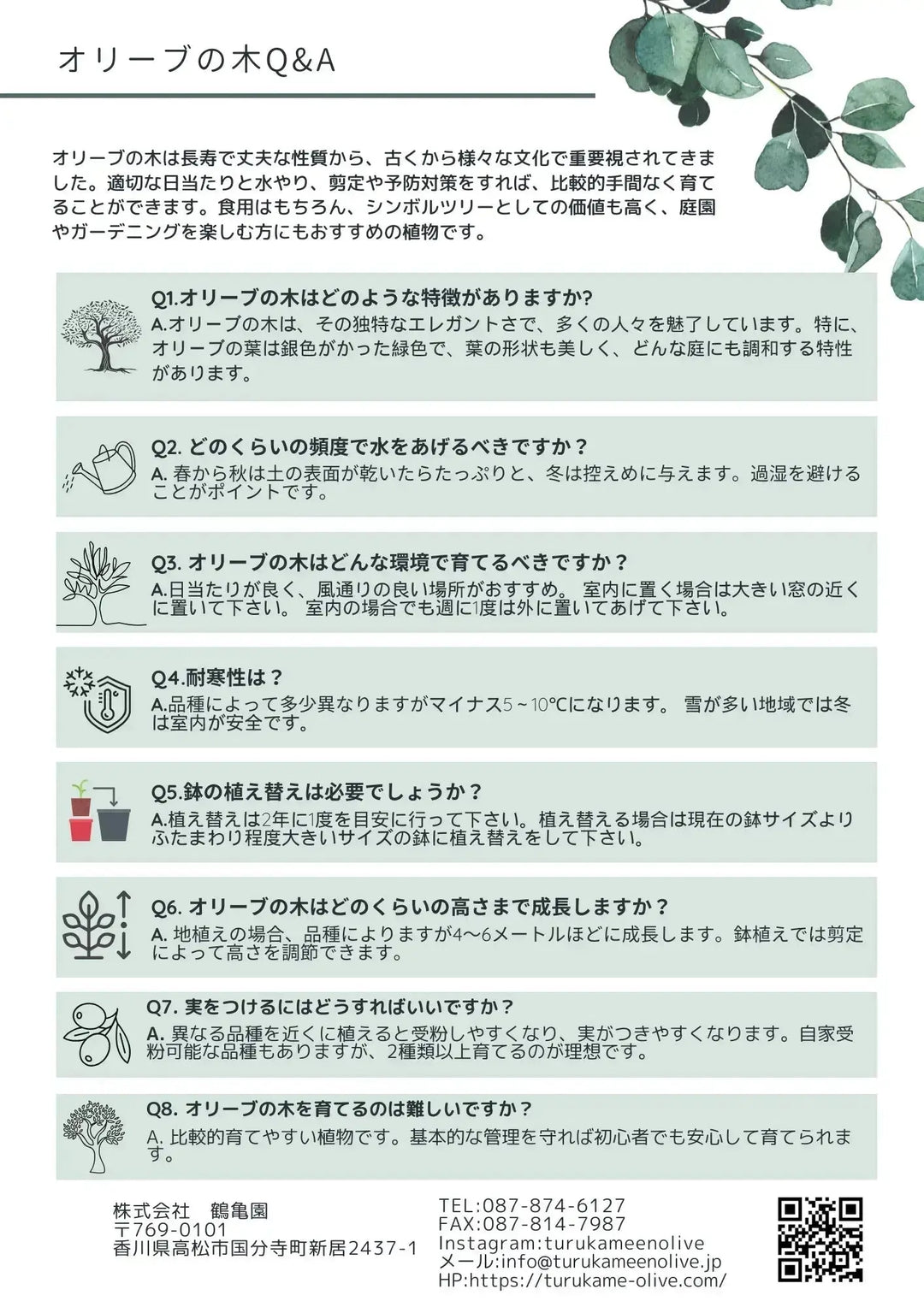 バロウニ XSサイズ 約80cm K-124 オリーブの木 希少品種 - 株式会社鶴亀園