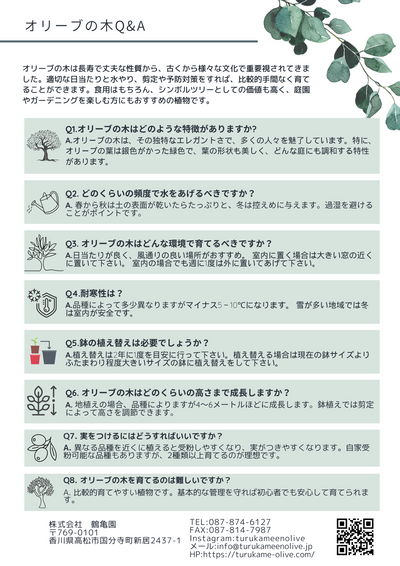 alt="オリーブの木のよくある質問”
