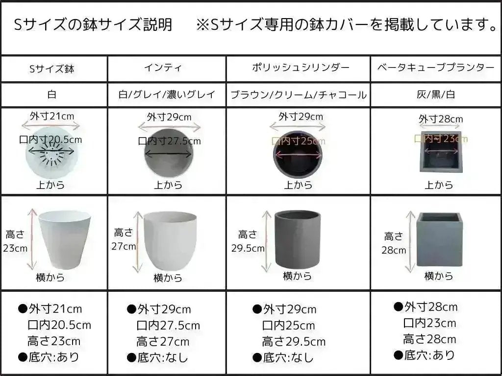 希少・柳型】ペンドリノ（オリーブの木）〈観葉植物〉｜Sサイズ｜No
