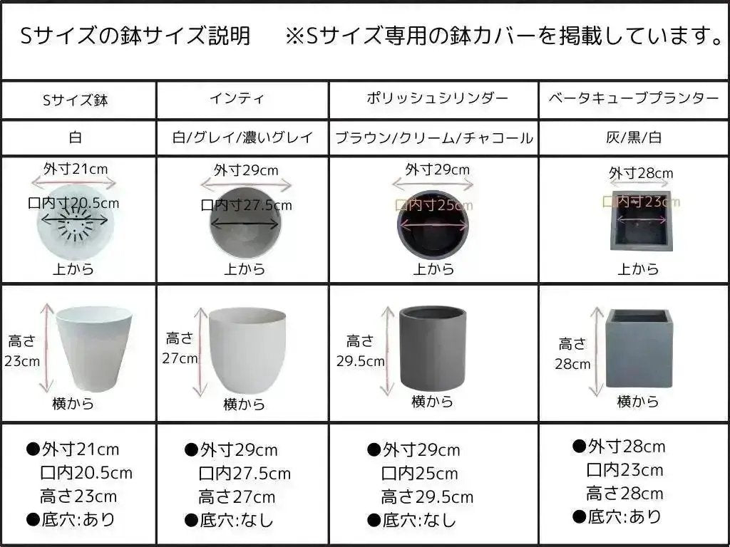 とまと　オリーブ　38サイズ NEWルッカ（オリーブの木）｜Sサイズ｜NO.10662｜約60cm｜人気・寒冷地