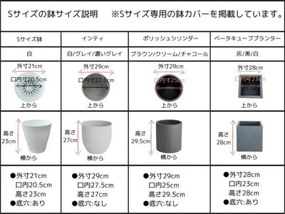 NEW【初心者向き・直立型】ひなかぜ（オリーブの木）〈目隠し〉｜約130cm｜Sサイズ｜No.10602 株式会社鶴亀園