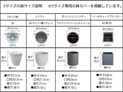 NEWセントキャサリン（オリーブの木）｜Sサイズ｜NO.10710｜約125cm｜希少品種・シンボルツリー向け 株式会社鶴亀園