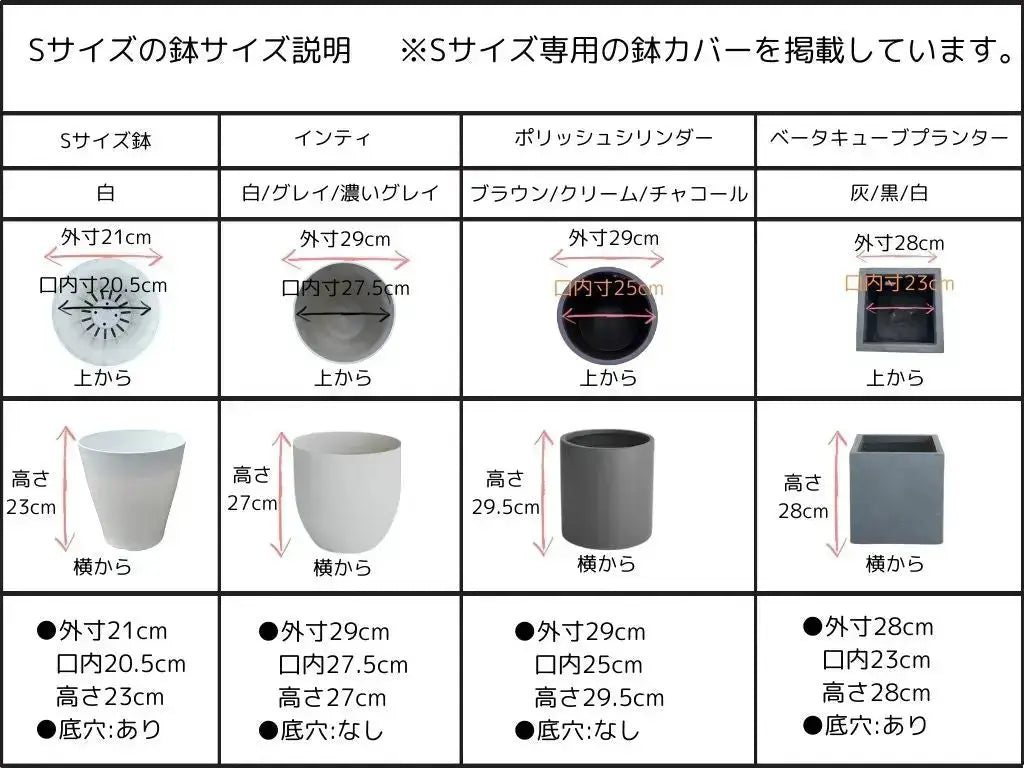 レッチーノ　Sサイズ　約120cm　NO.10531　オリーブの木 (コピー) 株式会社鶴亀園