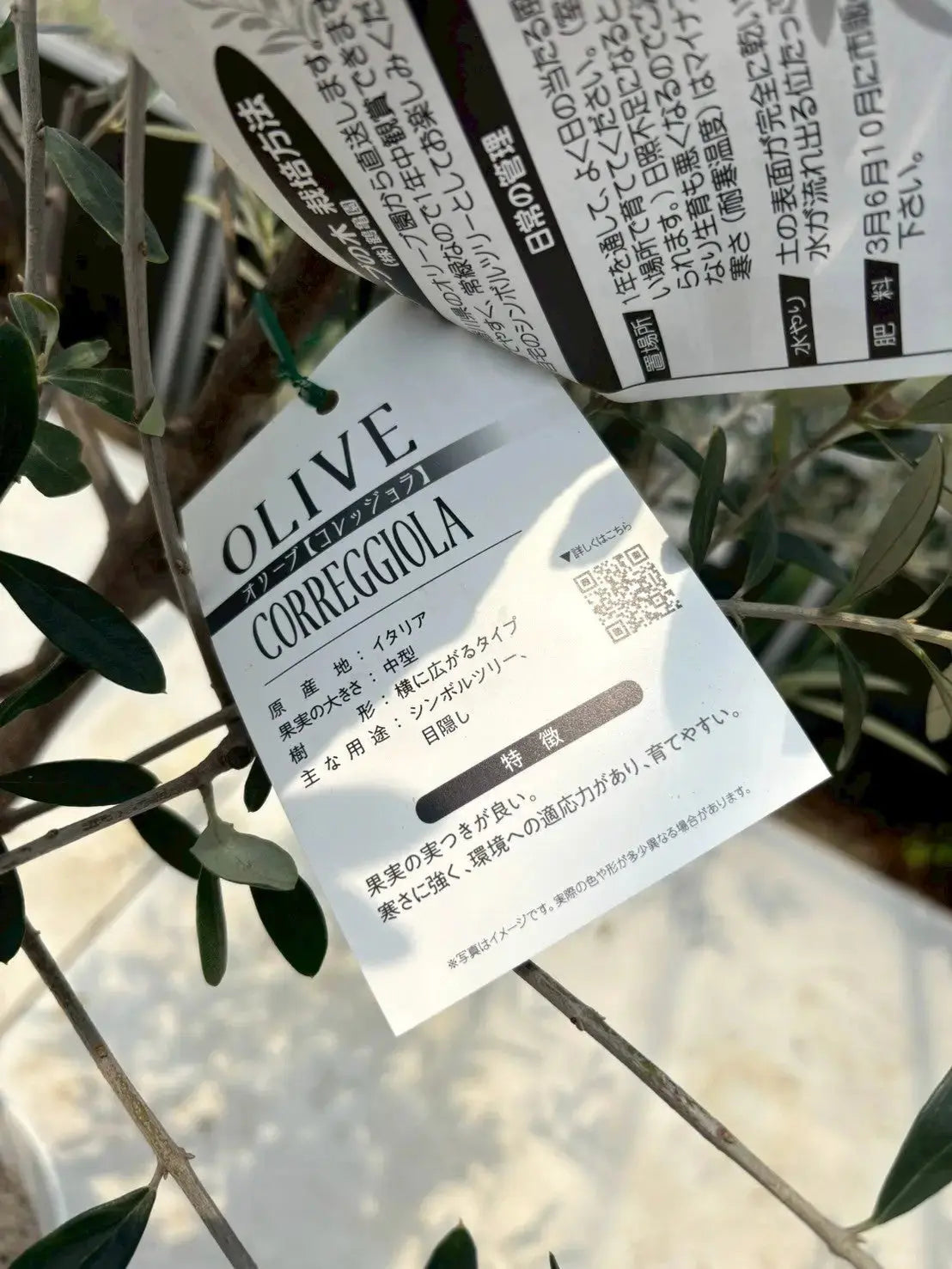 NEWコレッジョラ（オリーブの木）｜XLサイズ｜NO.2031｜約170cm｜寒冷