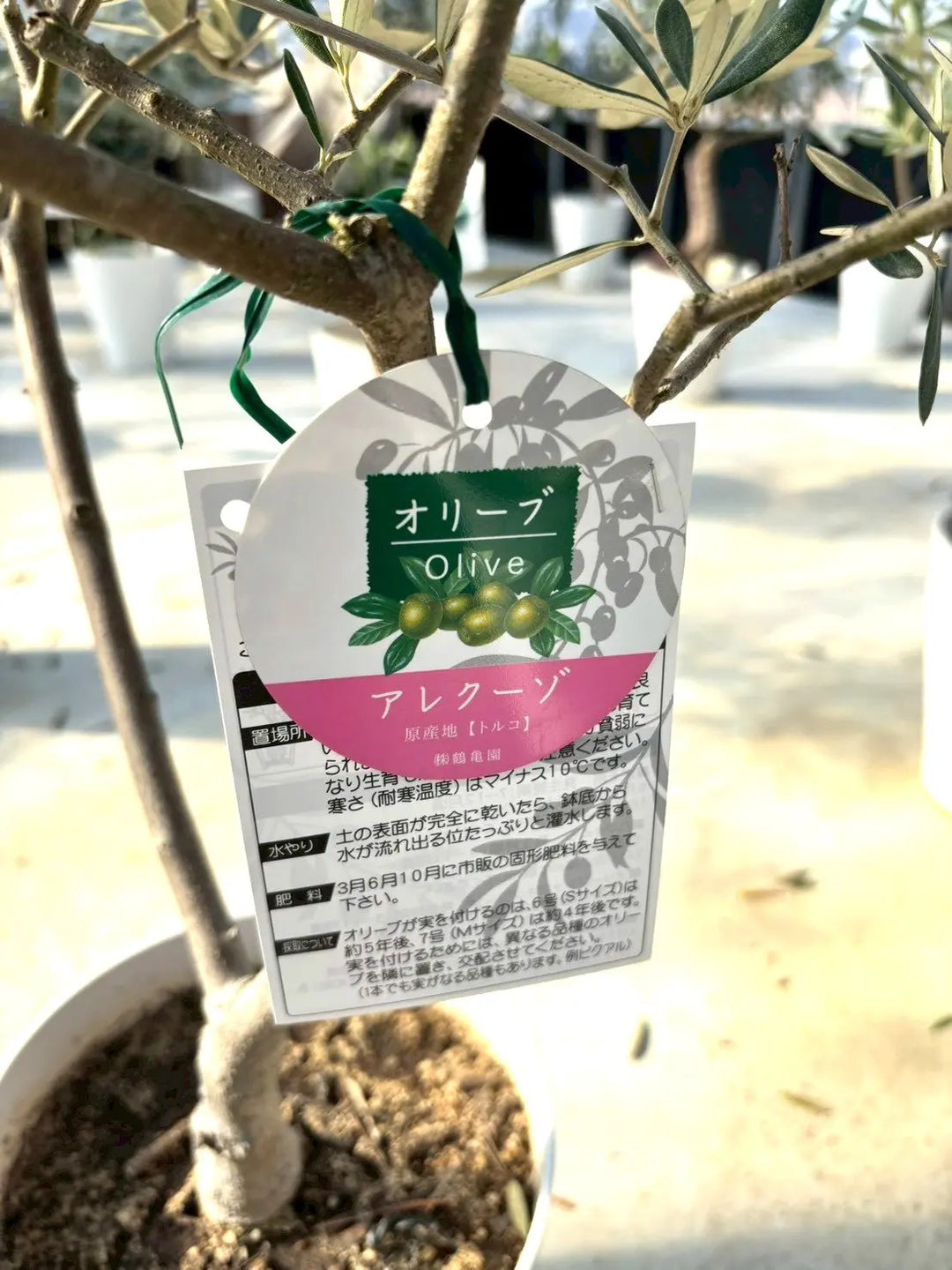 NEWアレクーゾ（オリーブの木）｜Mサイズ｜K-319｜約110cm｜実つき良好