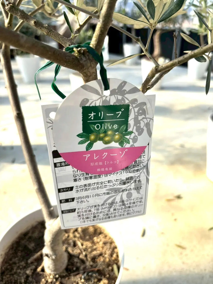 NEWアレクーゾ（オリーブの木）｜Mサイズ｜K-319｜約110cm｜実つき良好