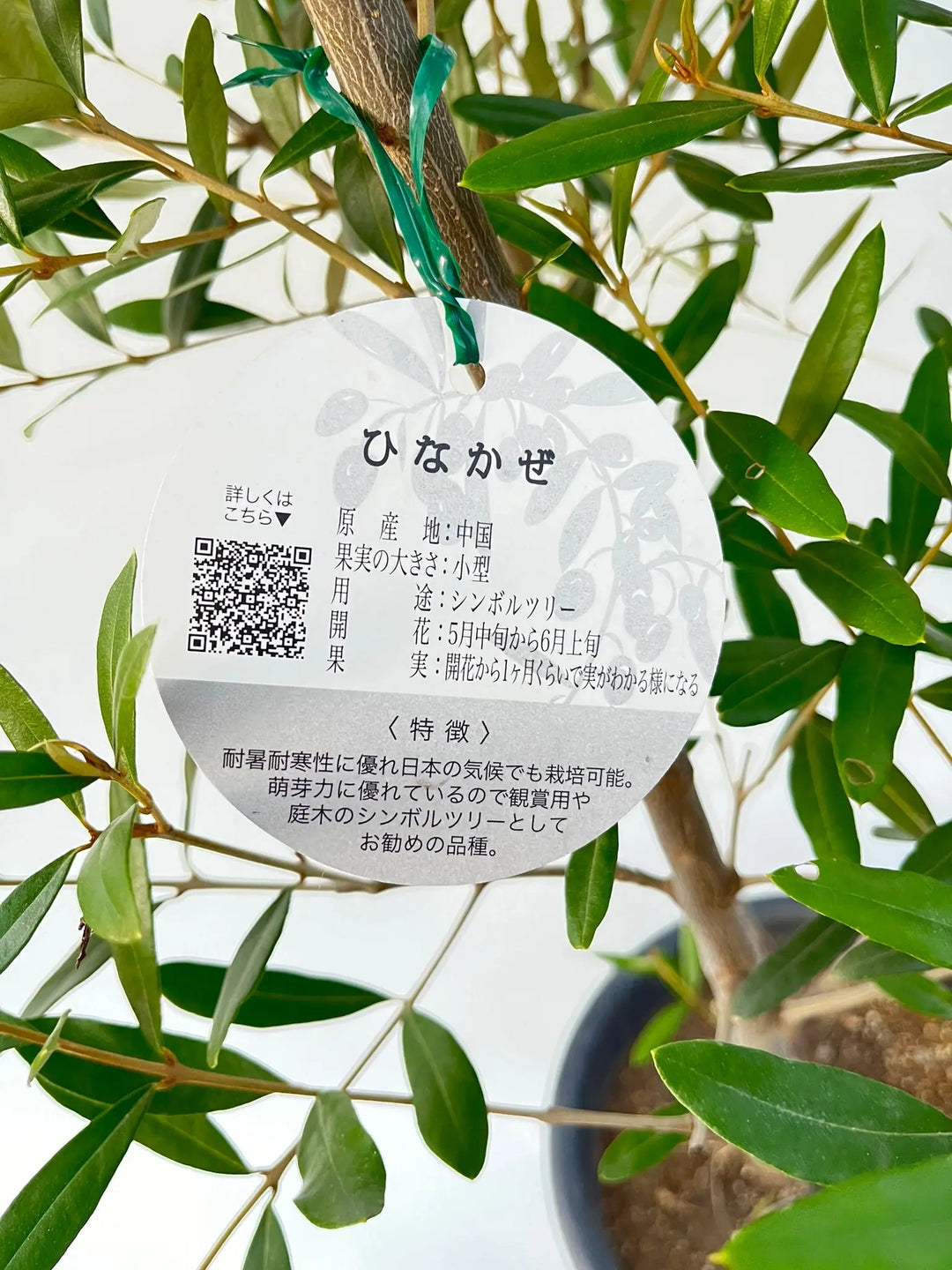 ひなかぜ Lサイズ 約170cm NO.10235 オリーブの木 - 株式会社鶴亀園