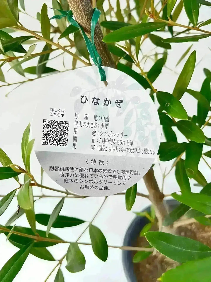 オリーブの木 ひなかぜ 7号 約150cm NO.220 一点物 観葉植物