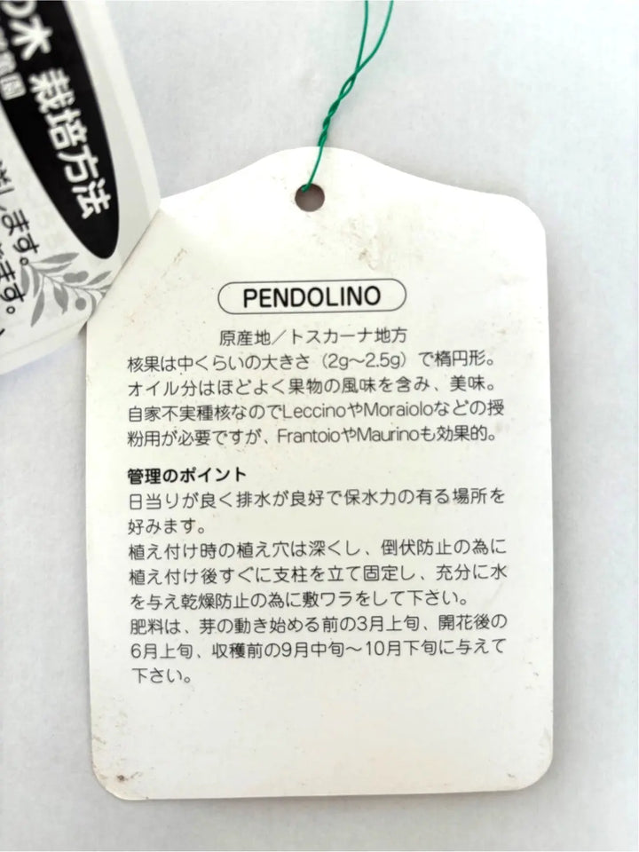 ペンドリノ Lサイズ 約180cm K-63 オリーブの木 - 株式会社鶴亀園