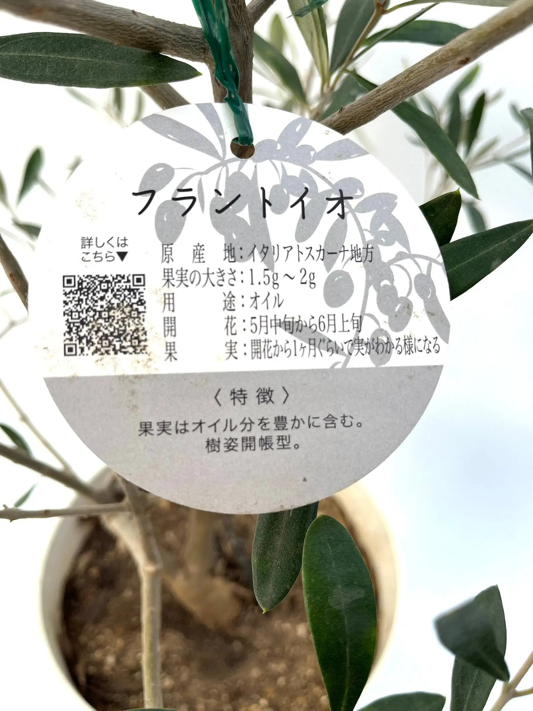 フラントイオ Mサイズ 約110cm NO.10230 オリーブの木 - 株式会社鶴亀園