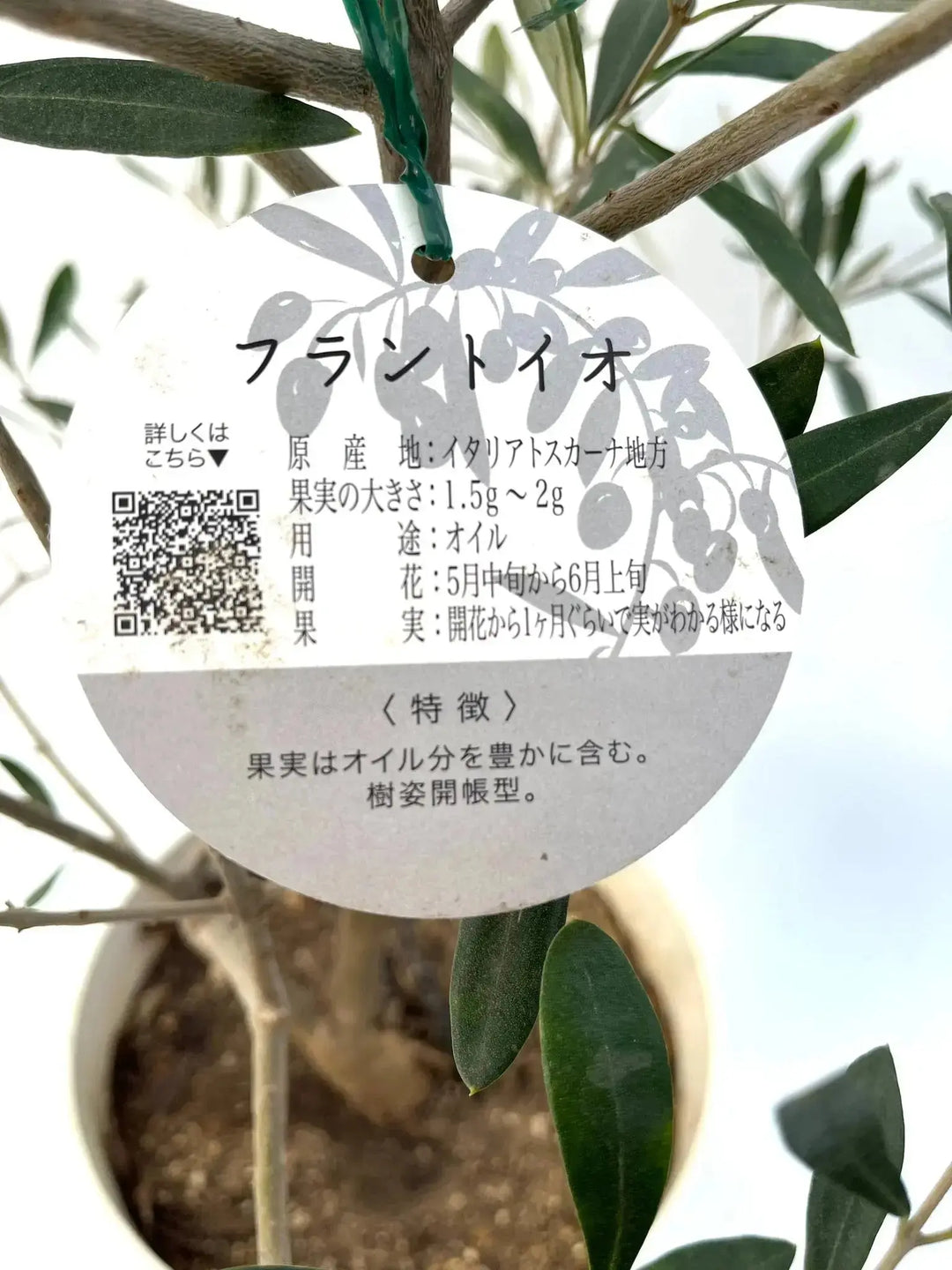 人気・寒さ・病害虫に強い】フラントイオ（オリーブの木）〈古木