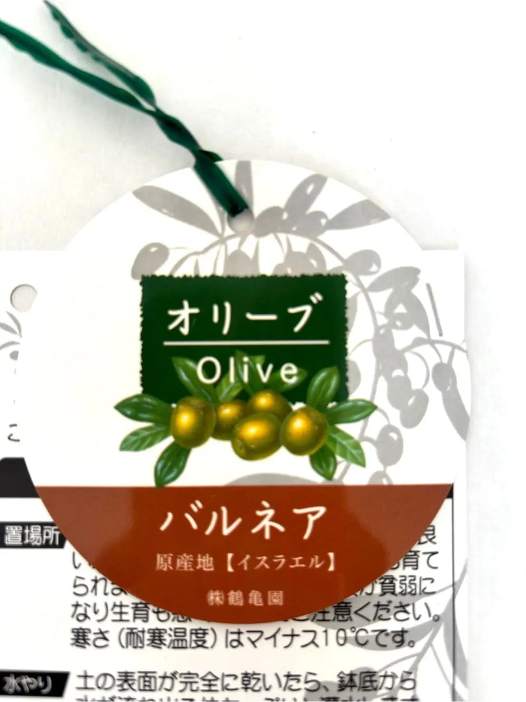 オリーブの木 バルネア 【樹高:約130cm】Sep10 オリーブの木 バルネア 【樹高:約130cm】Sep10 バルネア Mサイズ 約