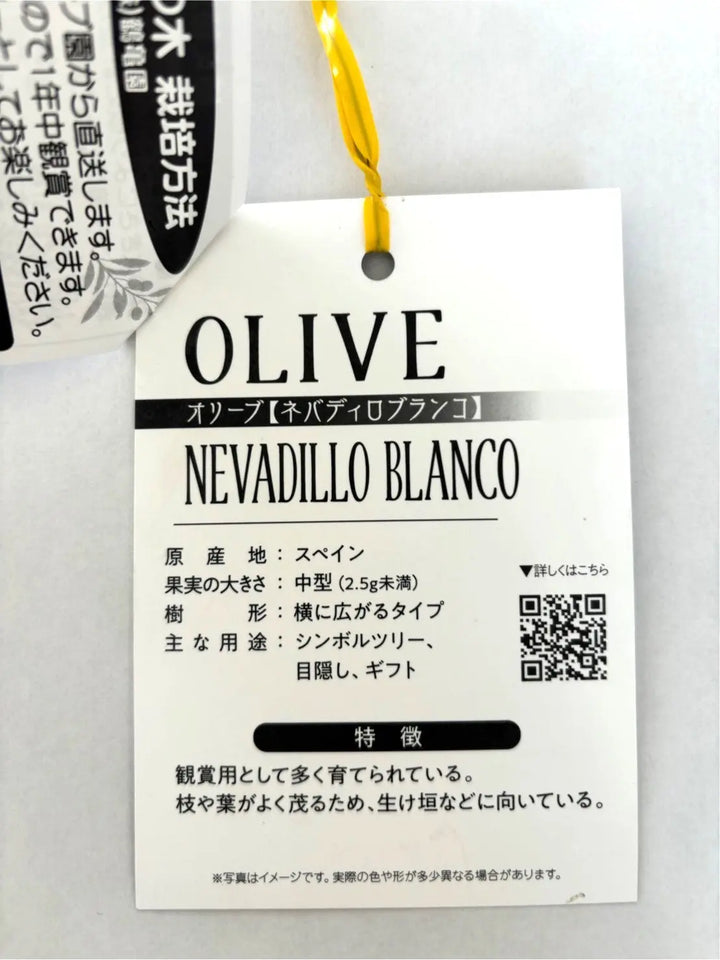 ネバディロブランコ Lサイズ 約160cm K-30 オリーブの木 - 株式