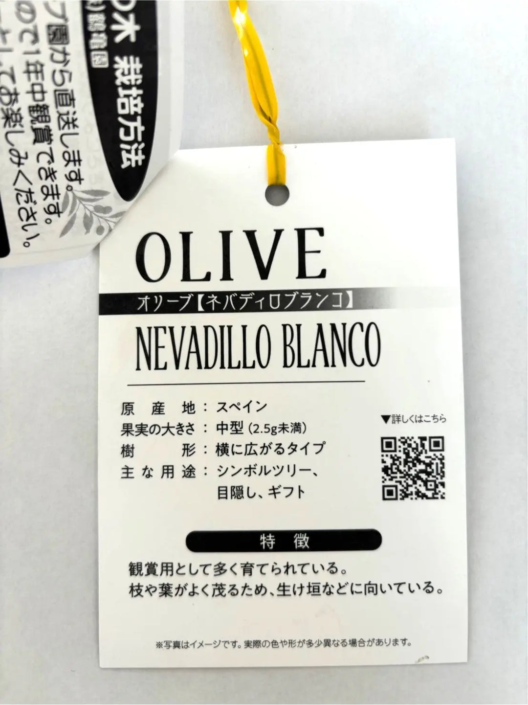 ネバディロブランコ Lサイズ 約150cm K-32 オリーブの木 - 株式会社鶴亀園