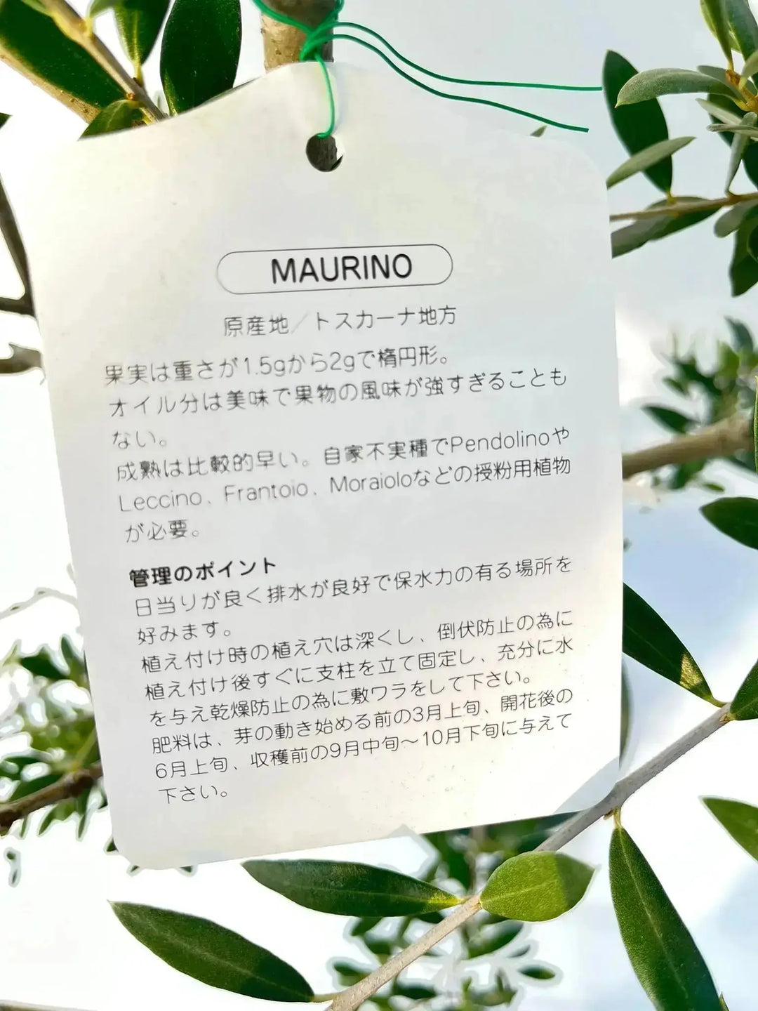 希少・柳型】マウリーノ（オリーブの木）〈シンボル向き