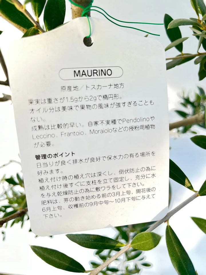 マウリィーノ Mサイズ 約140cm K-57 オリーブの木 - 株式会社鶴亀園