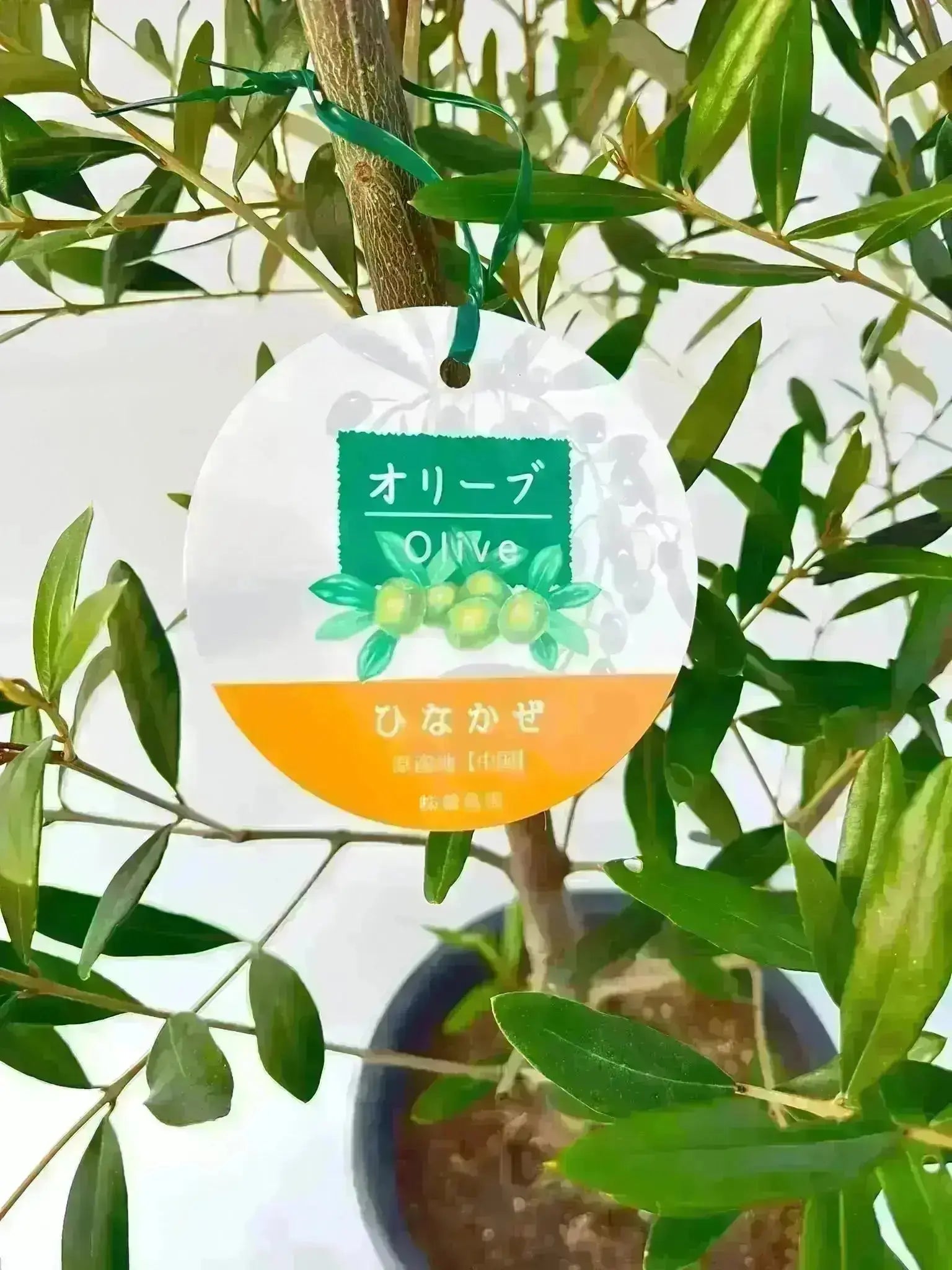 オリーブの木　ひなかぜ　8号　約140cm　K-219　現品掲載 ひなかぜ Sサイズ 約140cm K-8 オリーブの木 - 株式会社鶴亀園