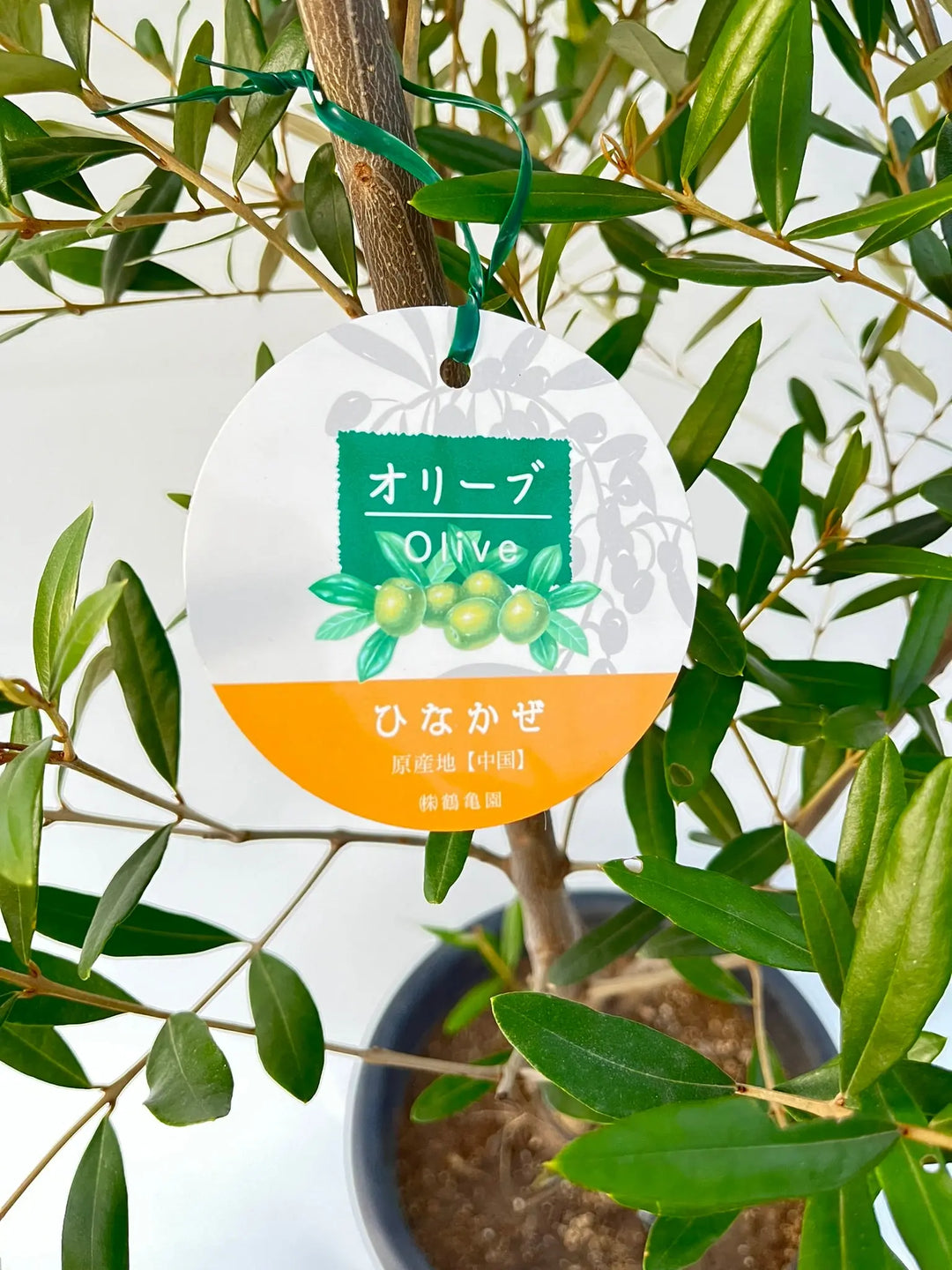 オリーブの木【引取り限定】 ひなかぜ Mサイズ 約160cm NO.10225 オリーブの木 - 株式会社鶴亀園