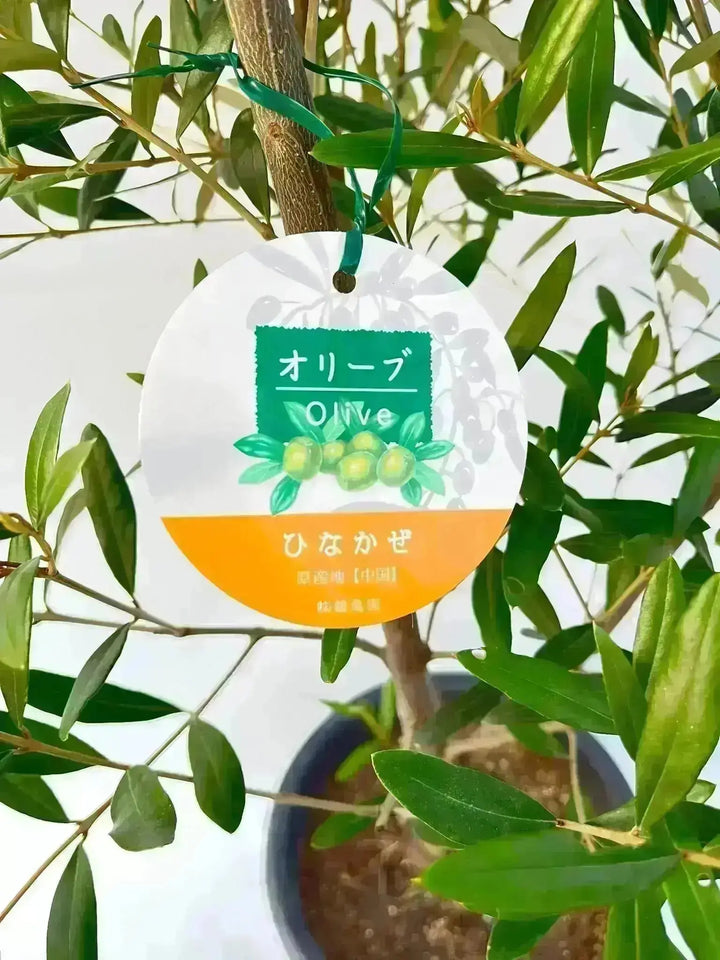 オリーブの木 ひなかぜ 7号 約150cm NO.220 一点物 観葉植物