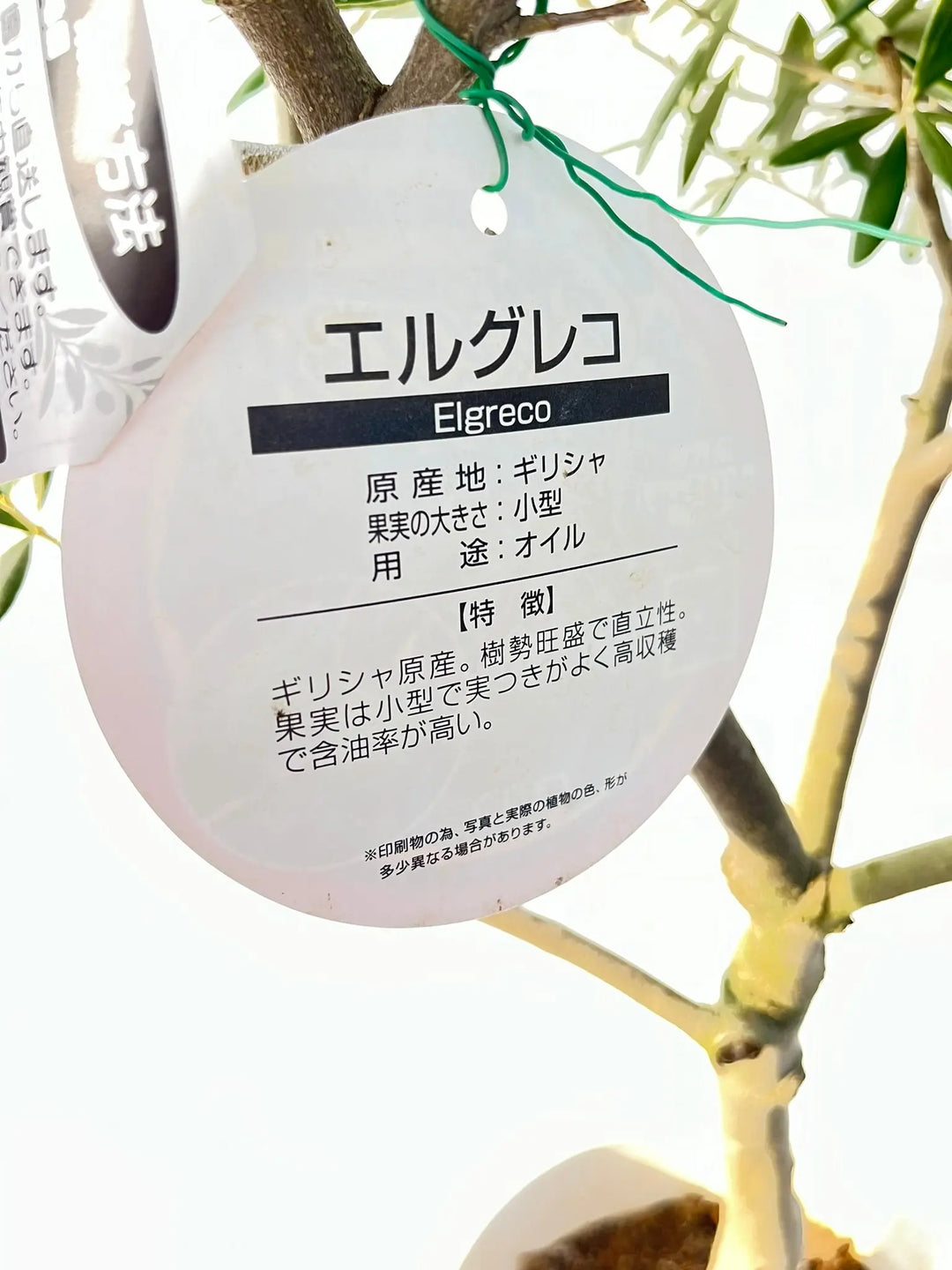 エルグレコ Mサイズ 約130cm NO.10129 オリーブの木 - 株式会社