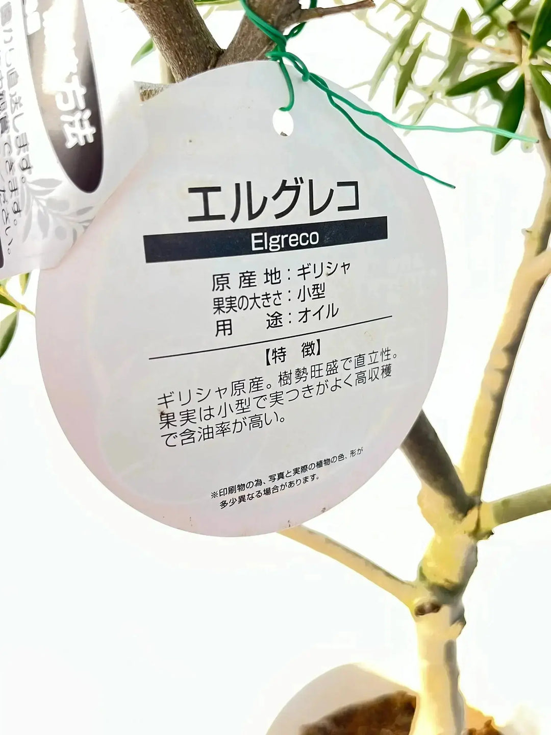 人気・直立型・室内OK】エルグレコ（オリーブの木）〈開帳型