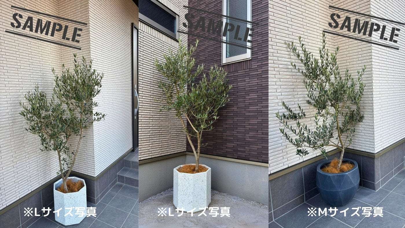 NEWレッチーノ（オリーブの木）｜Lサイズ｜cm｜NO.10614｜人気・銀葉・シンボルツリー向き｜ 株式会社鶴亀園