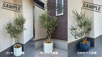 【人気・寒さ・病害虫に強い】フラントイオ（オリーブの木）〈開帳型〉｜110cm｜Sサイズ｜No.10554 株式会社鶴亀園