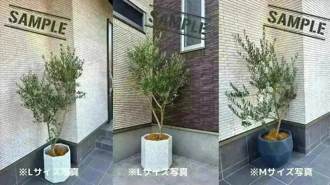 NEWネバディロブランコ（オリーブの木）｜大型商品｜NO.1940｜約